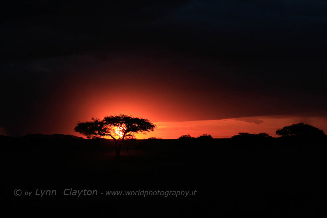 Serengeti Sunset